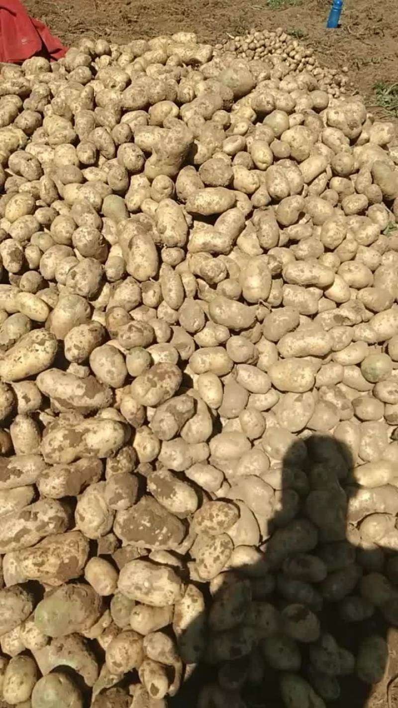 精品土豆