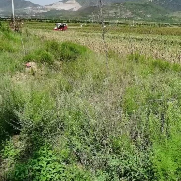 红缨子高粱收购