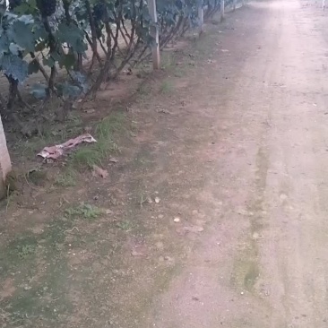 辽南葡萄