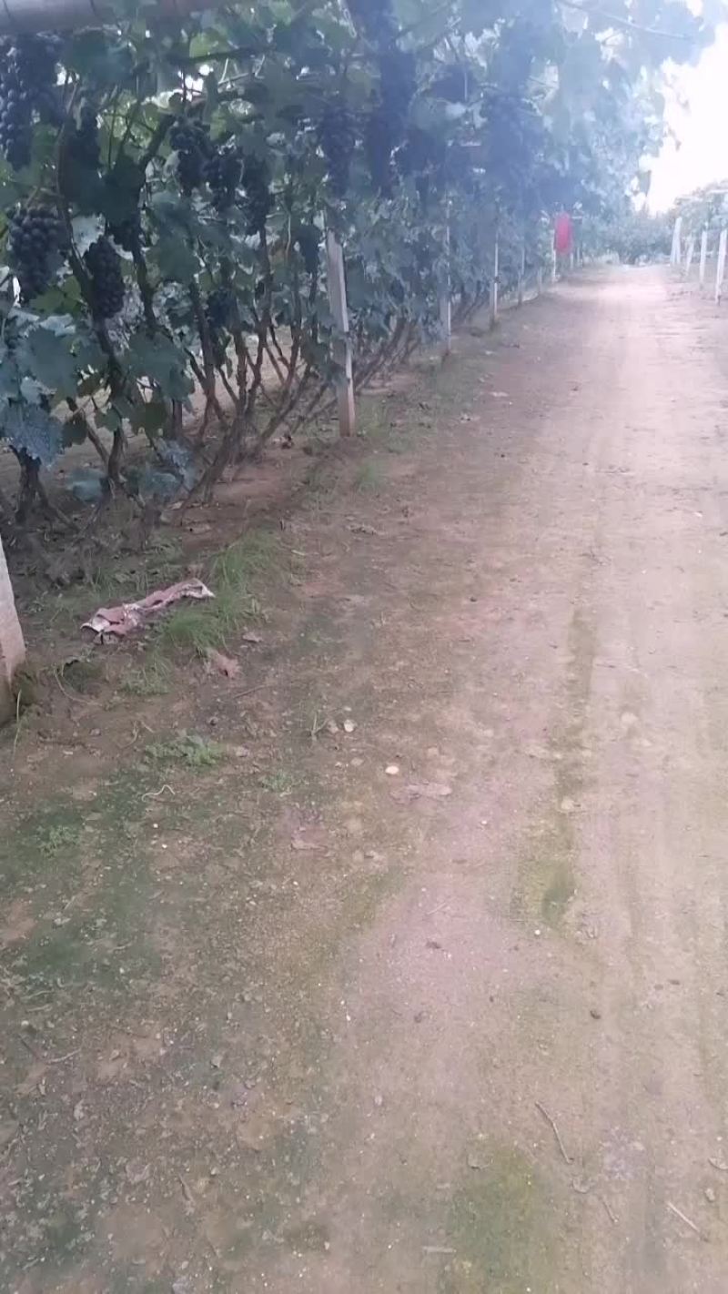 辽南葡萄