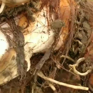 红牙芋头自家种植，货量冲足，量大优惠