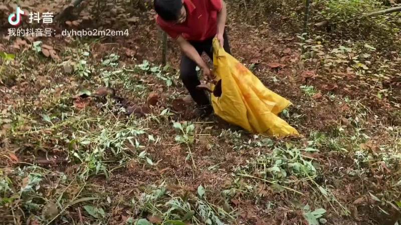 桂林深山生态灵芝，一手货源，欢迎老板咨询