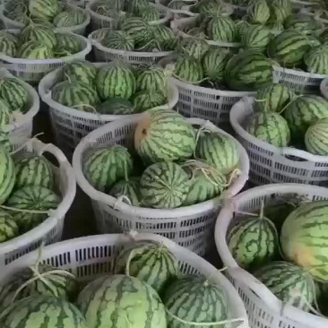 麒麟瓜