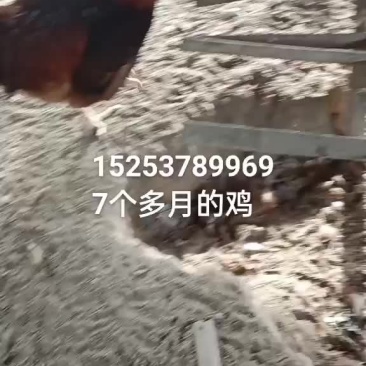 7个多月纯散养红玉380