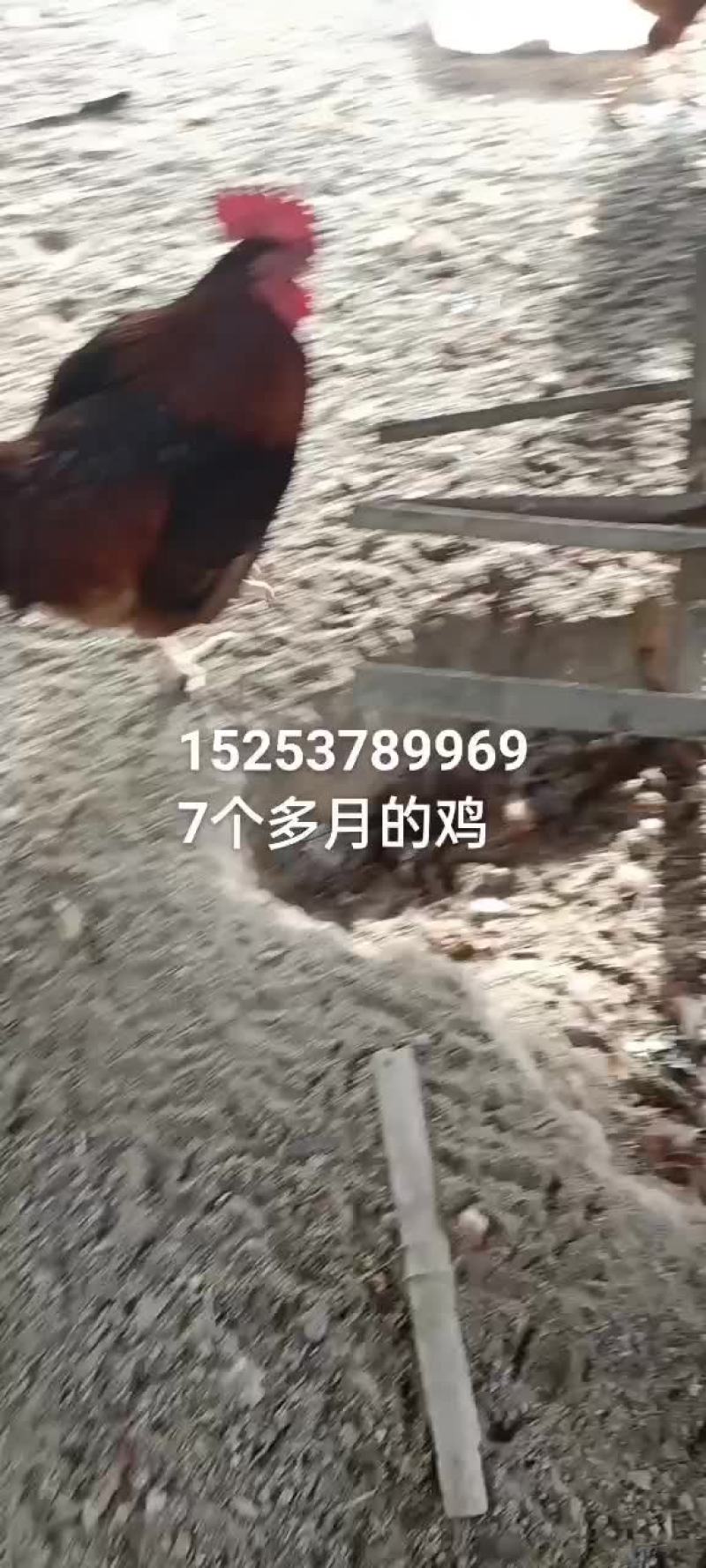 7个多月纯散养红玉380