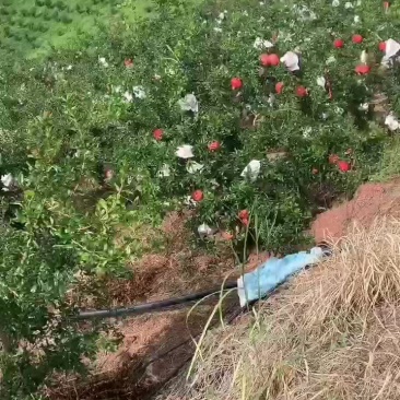 软籽石榴