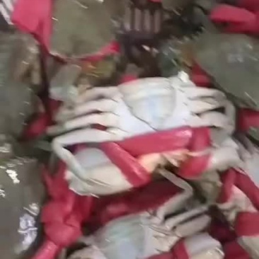 青蟹