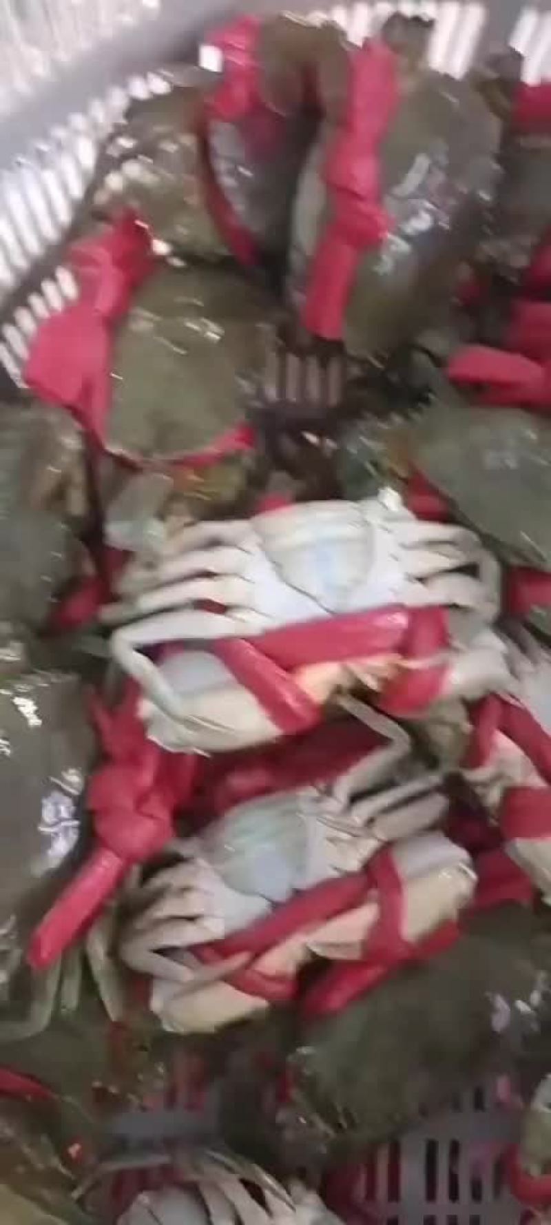 青蟹