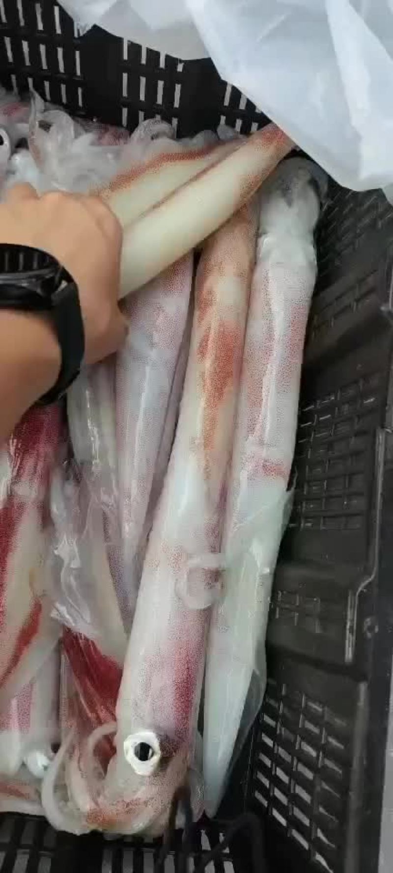 手钓大管