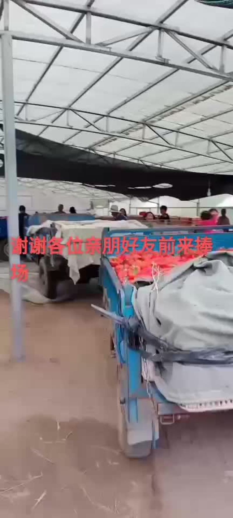 彩椒
