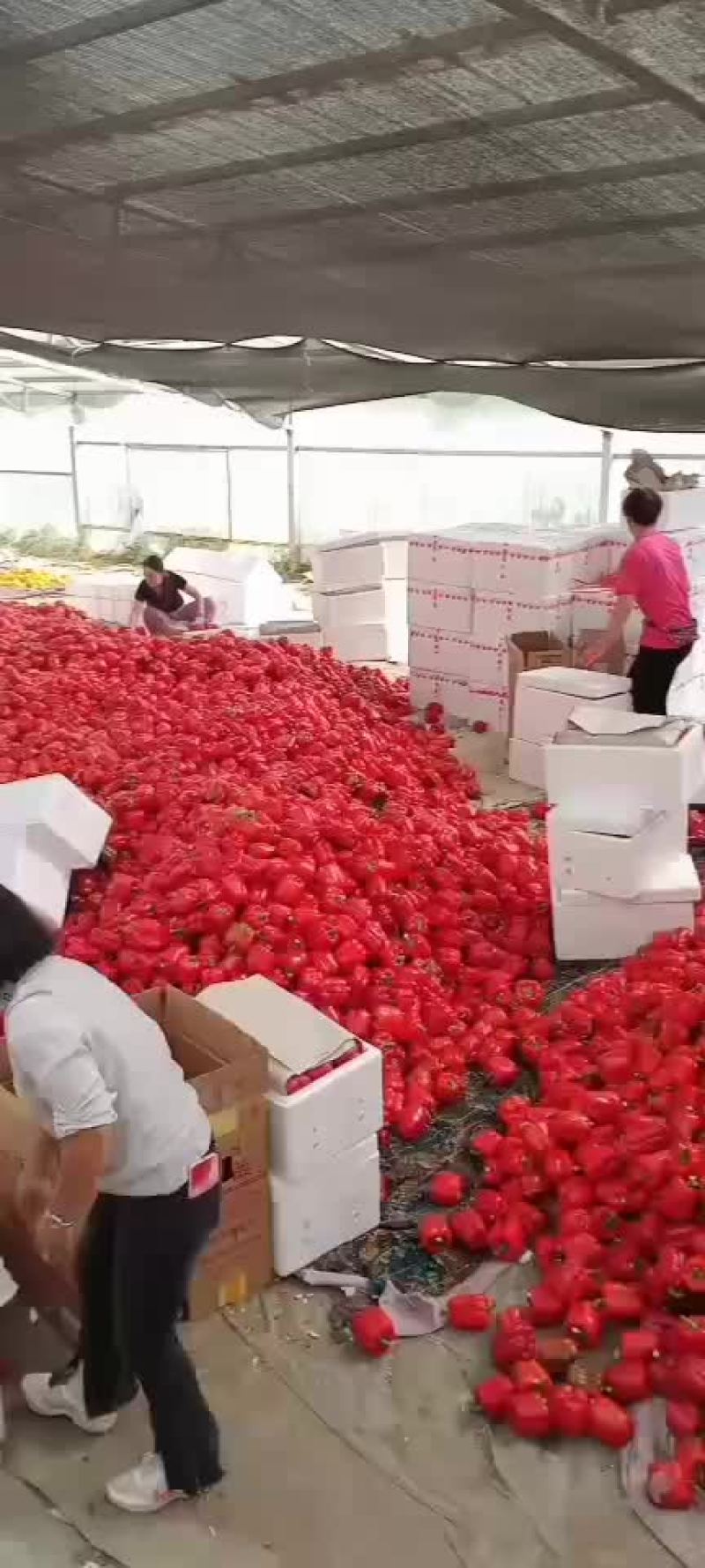 彩椒