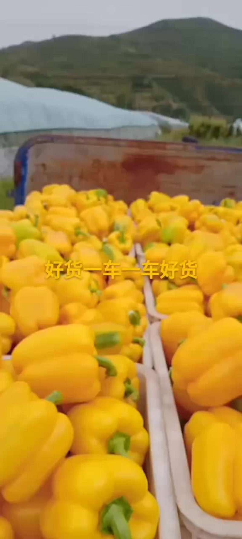 彩椒