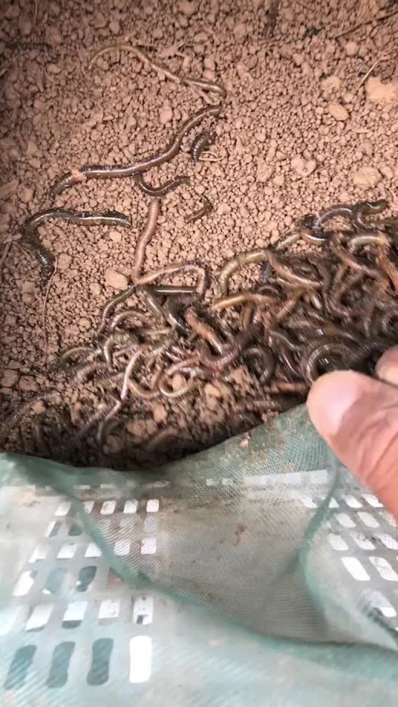 蚯蚓