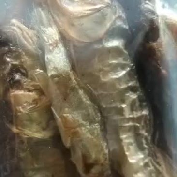 山泉溪水马口溪哥桃花鱼干