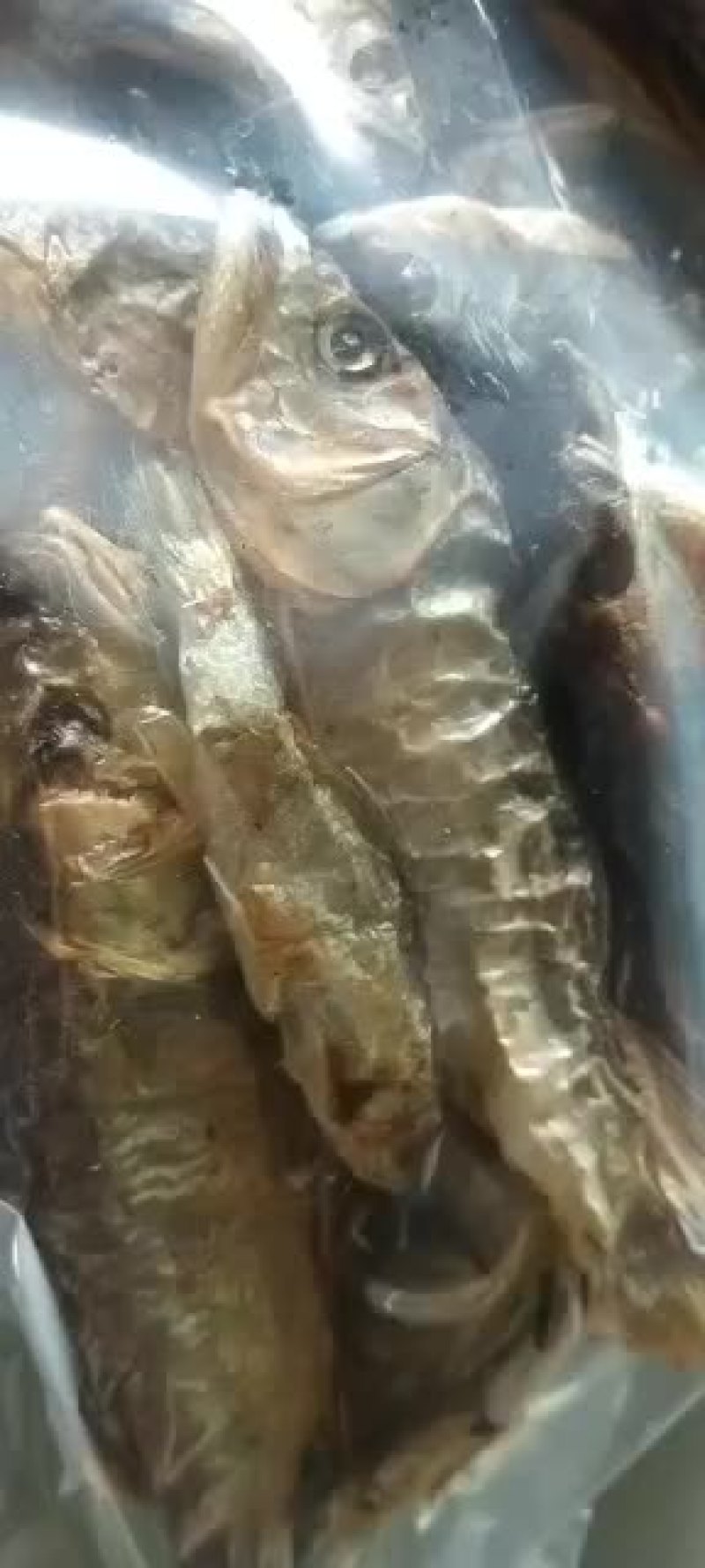 山泉溪水马口溪哥桃花鱼干