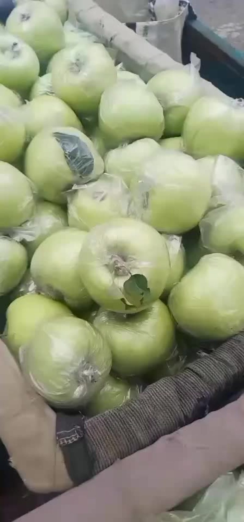 金帅苹果，山东的金帅青苹果上市，脆甜可口的