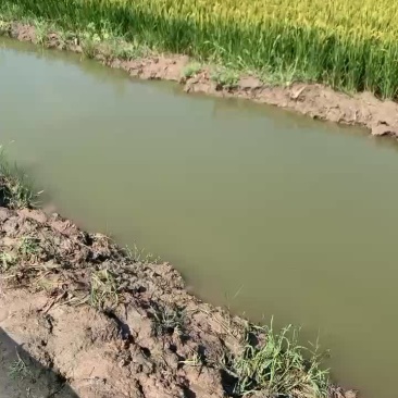 盘锦稻田蟹