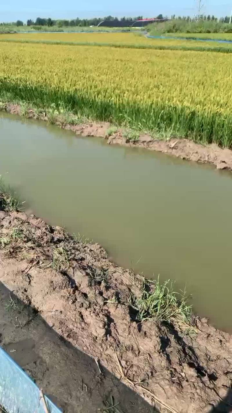 盘锦稻田蟹