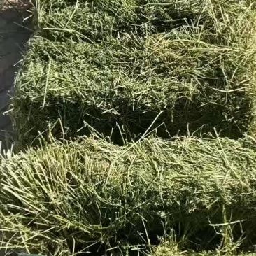 苜蓿草