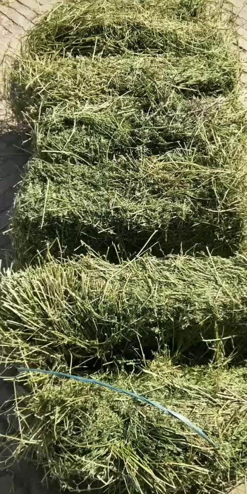 苜蓿草
