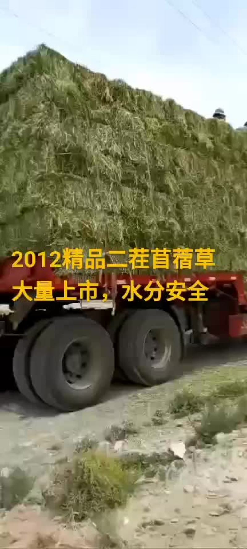 苜蓿草