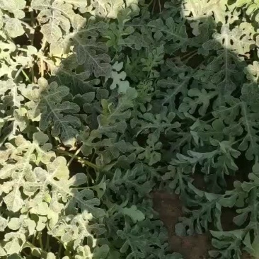 沙莫西瓜