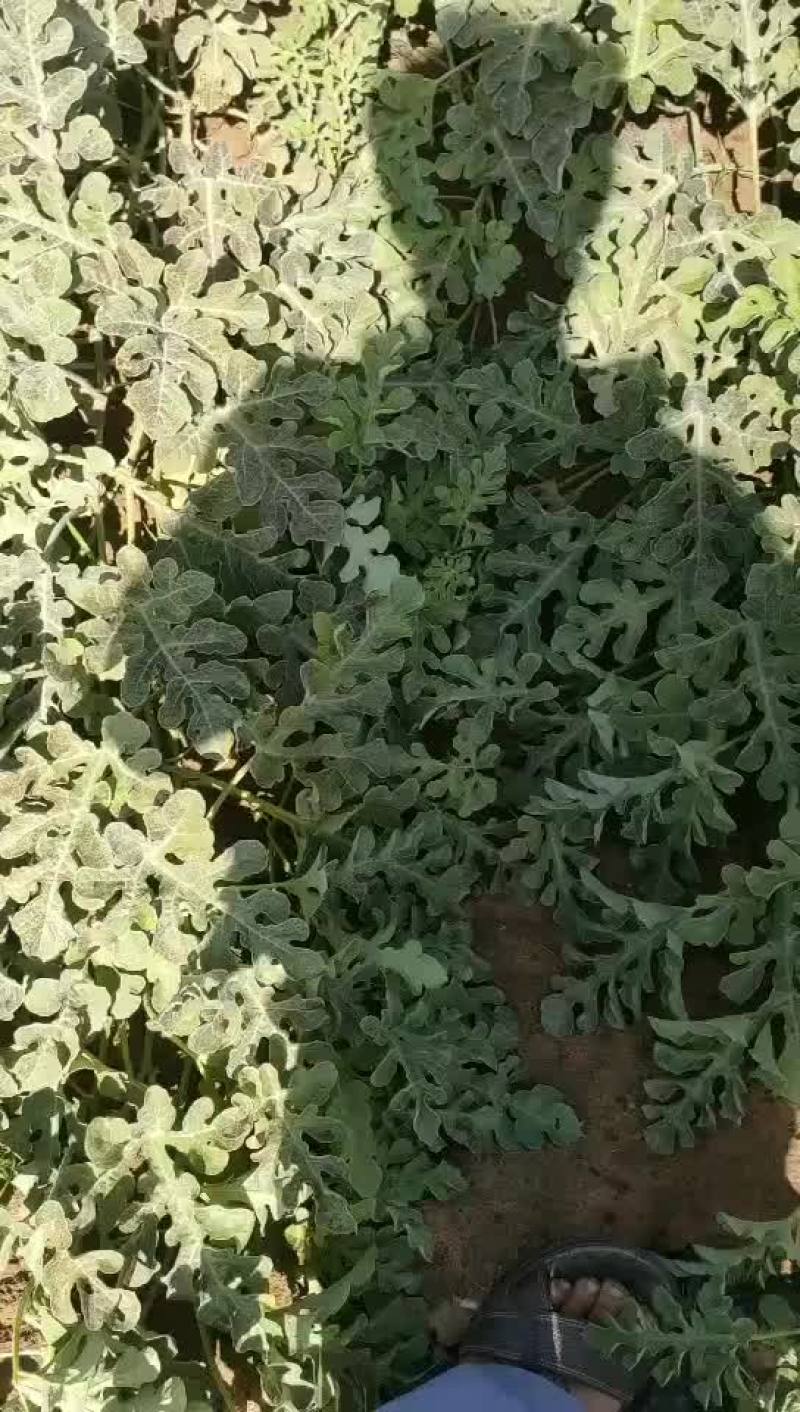 沙莫西瓜