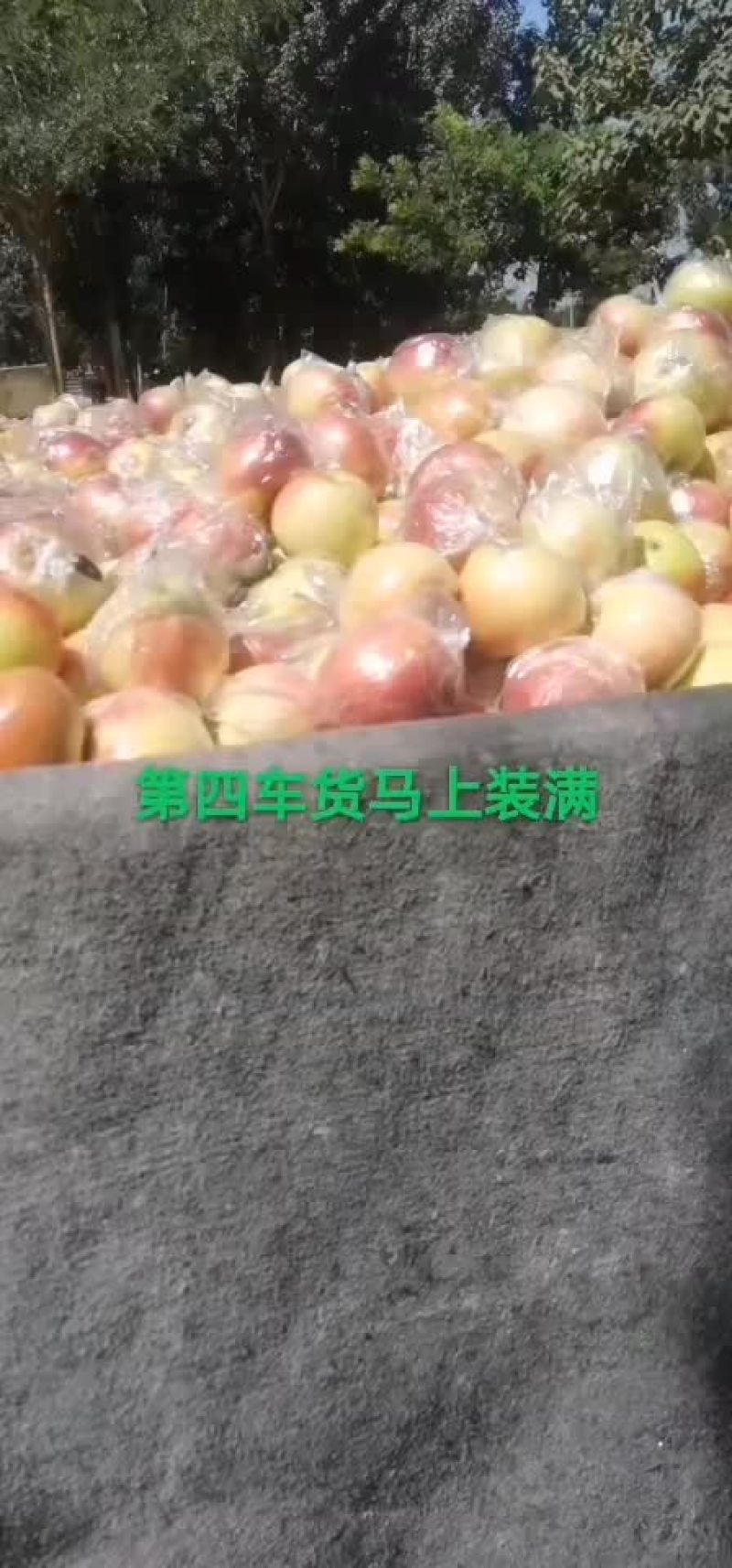 美八