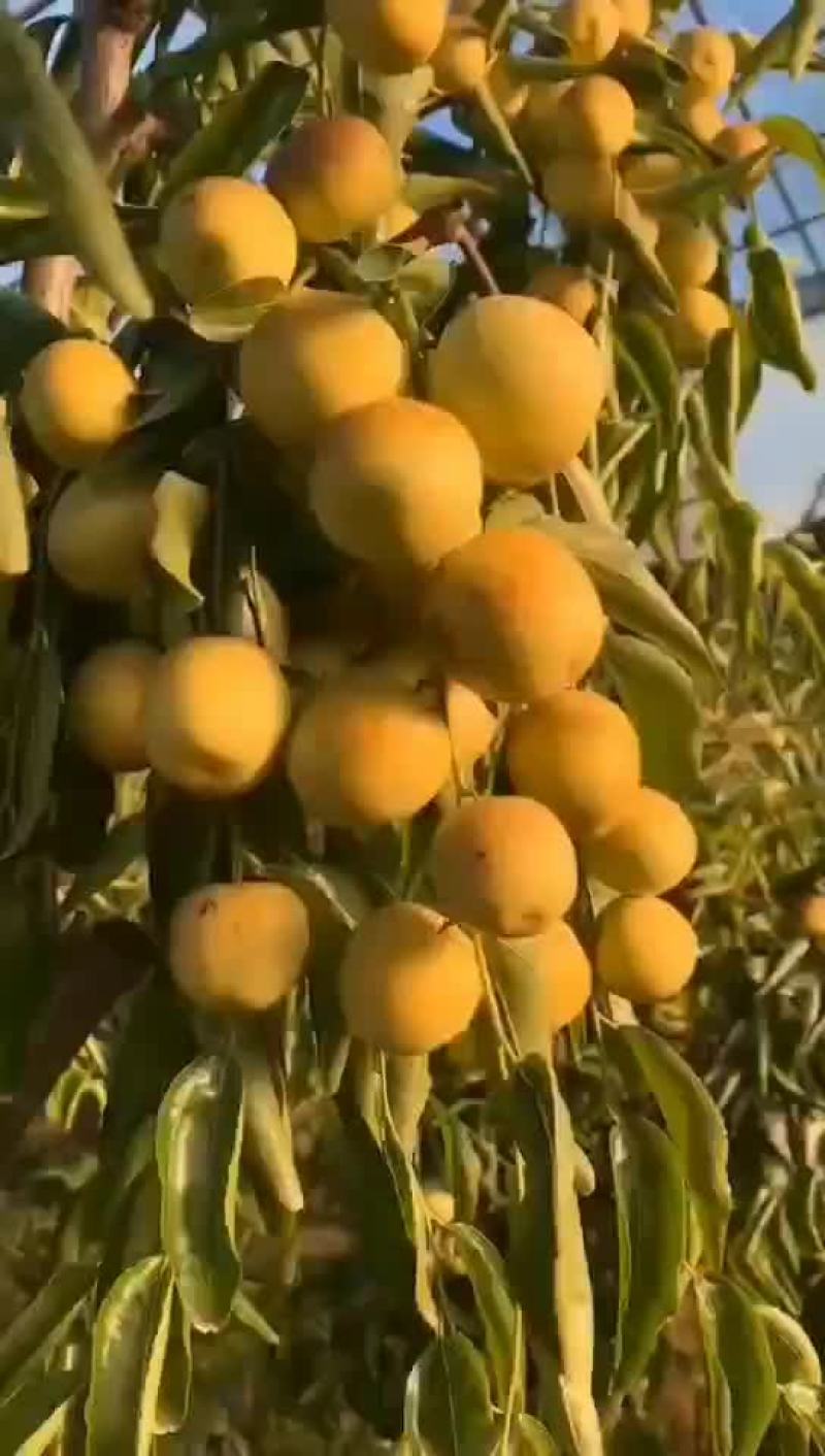 冬枣