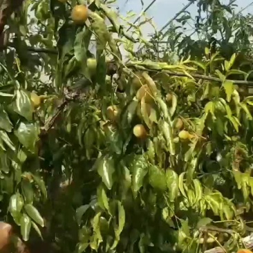 冬枣