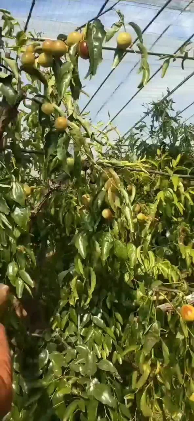 冬枣