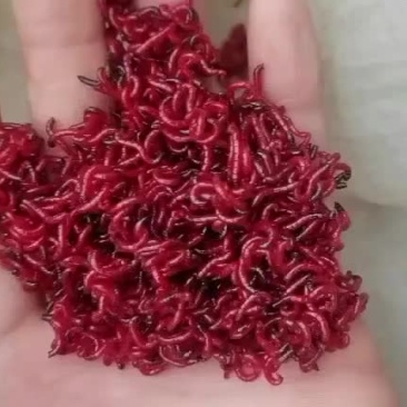 红虫特大红虫大公