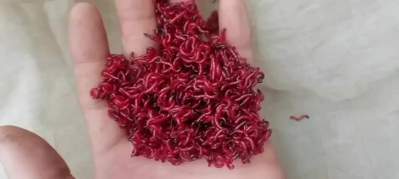 红虫特大红虫大公