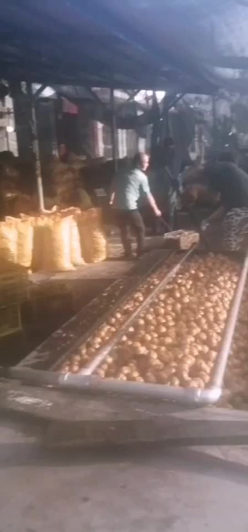 脱皮鲜核桃