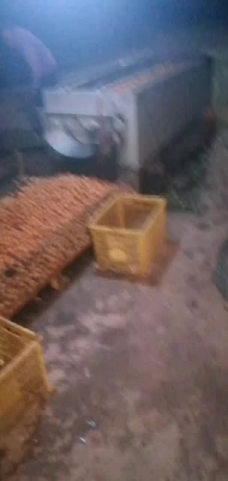 脱皮鲜核桃