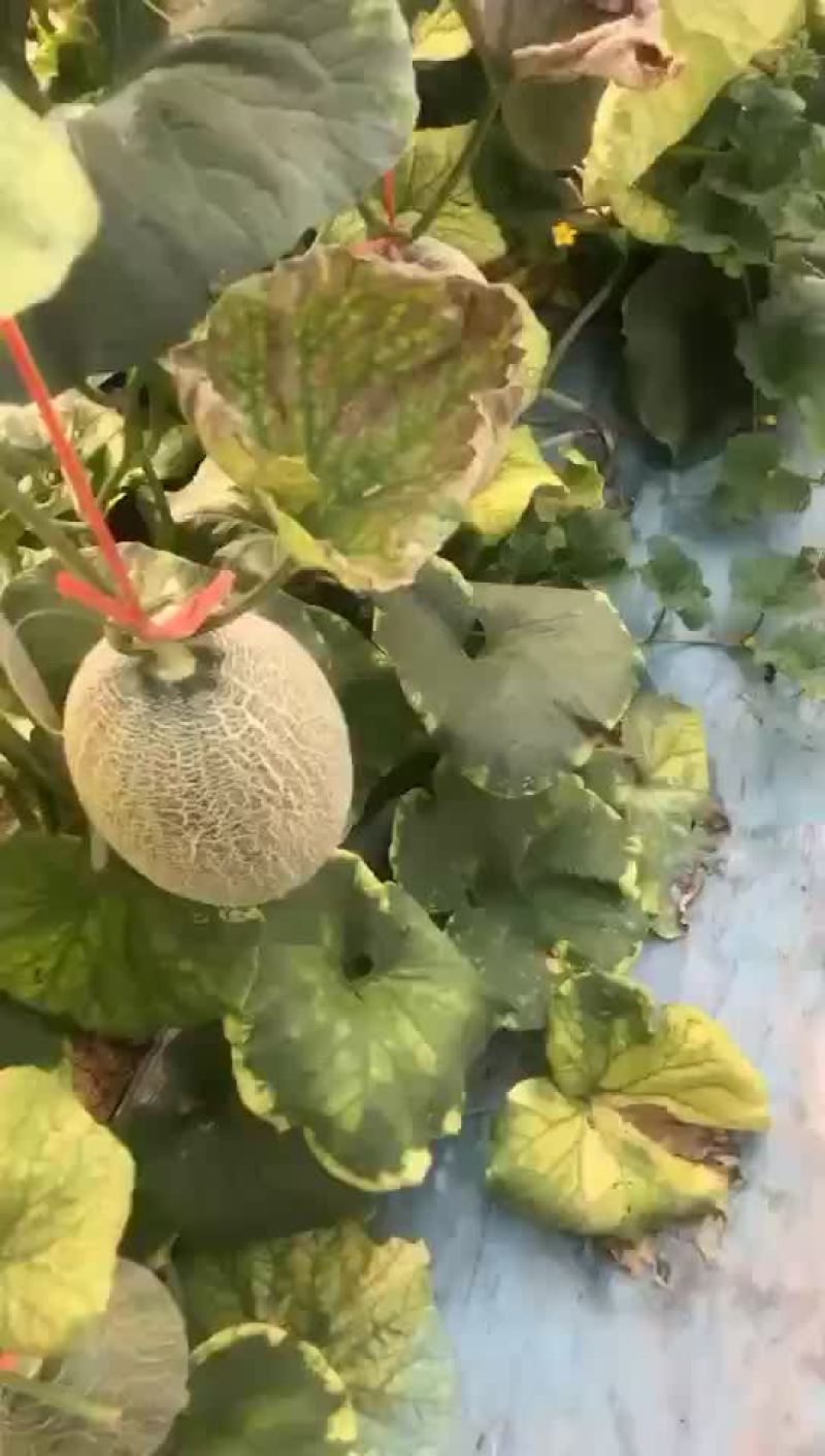 西州蜜25