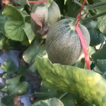 西州蜜25