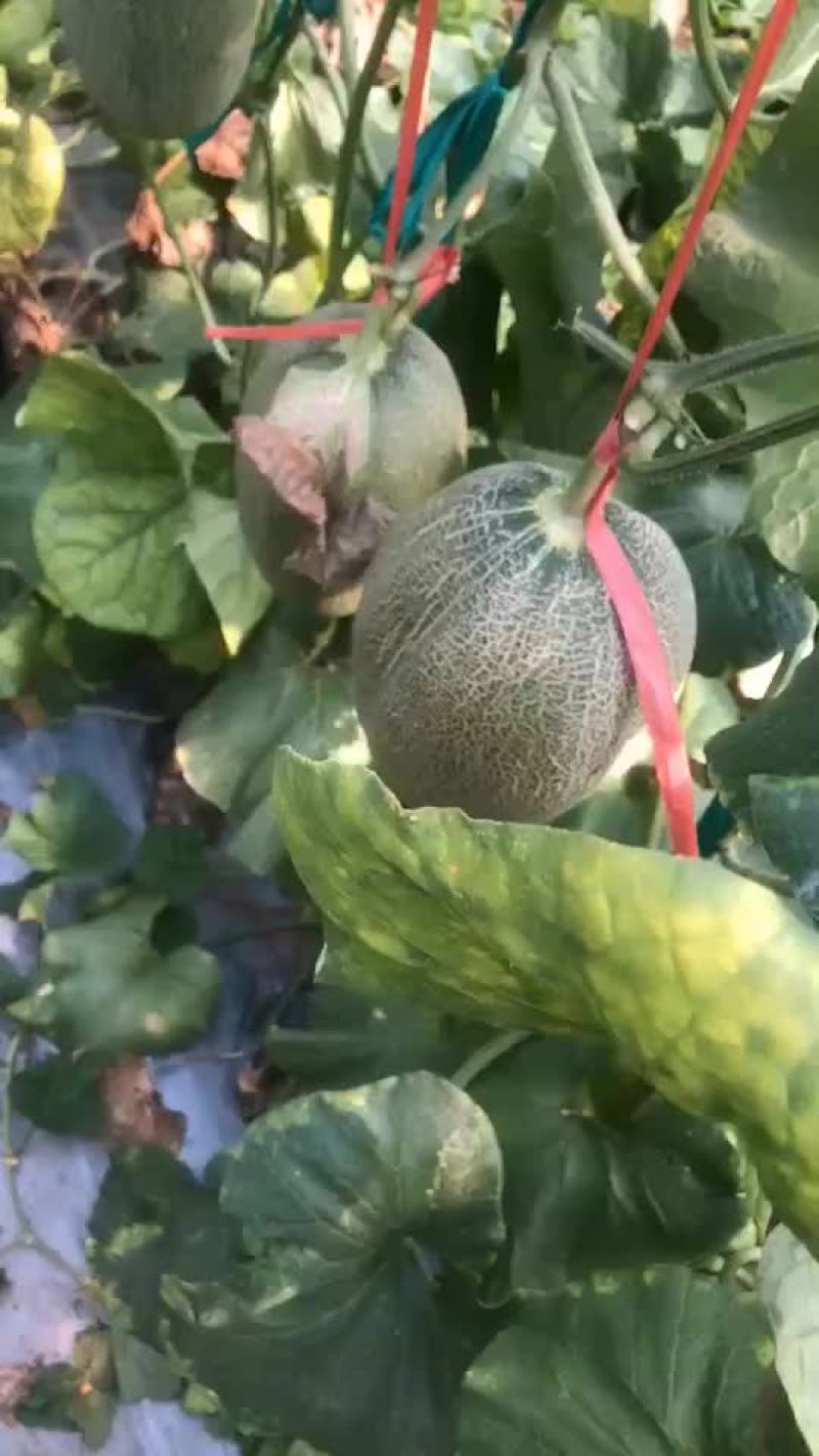 西州蜜25