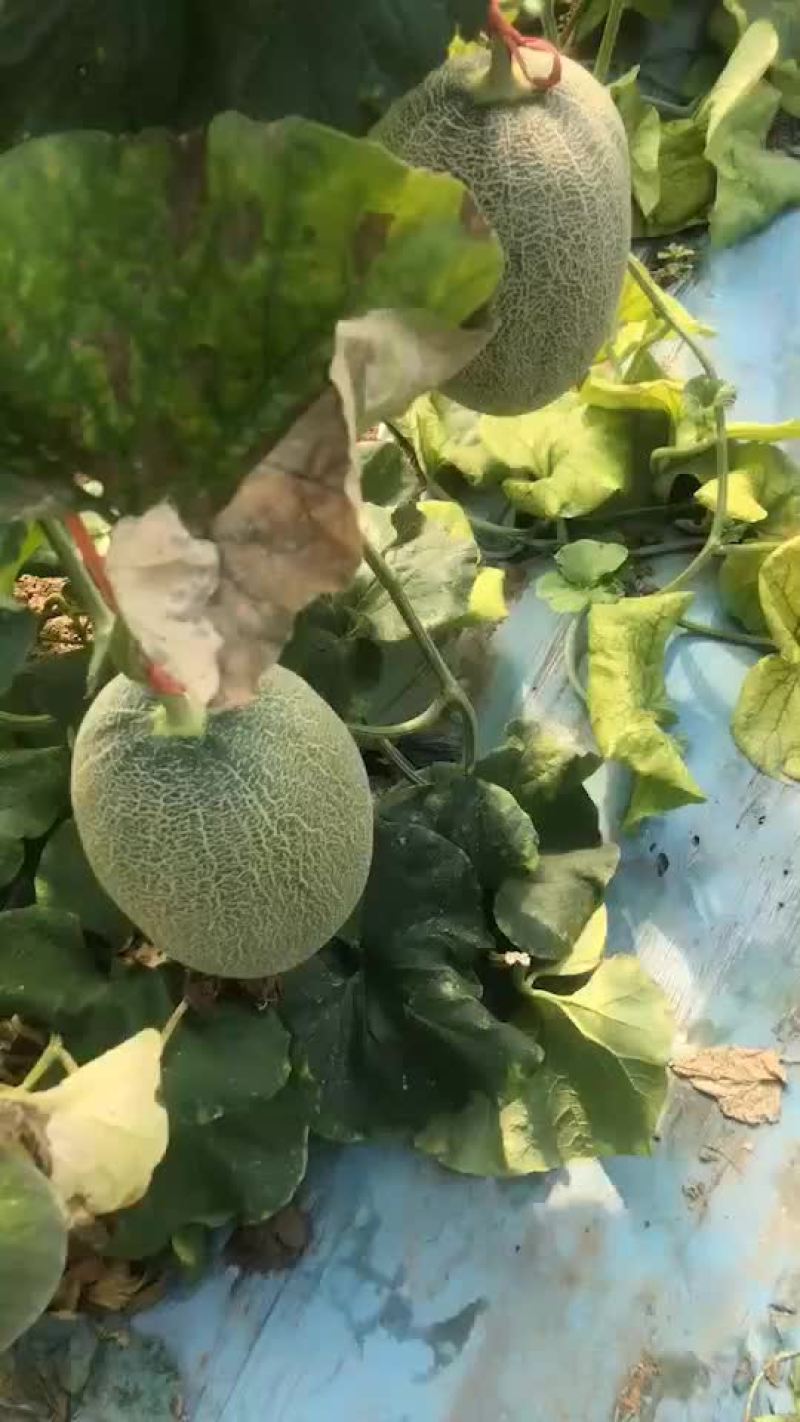 西州蜜25