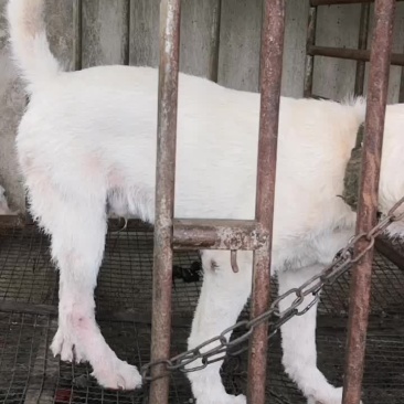四个多月，下司犬师傅狗后代