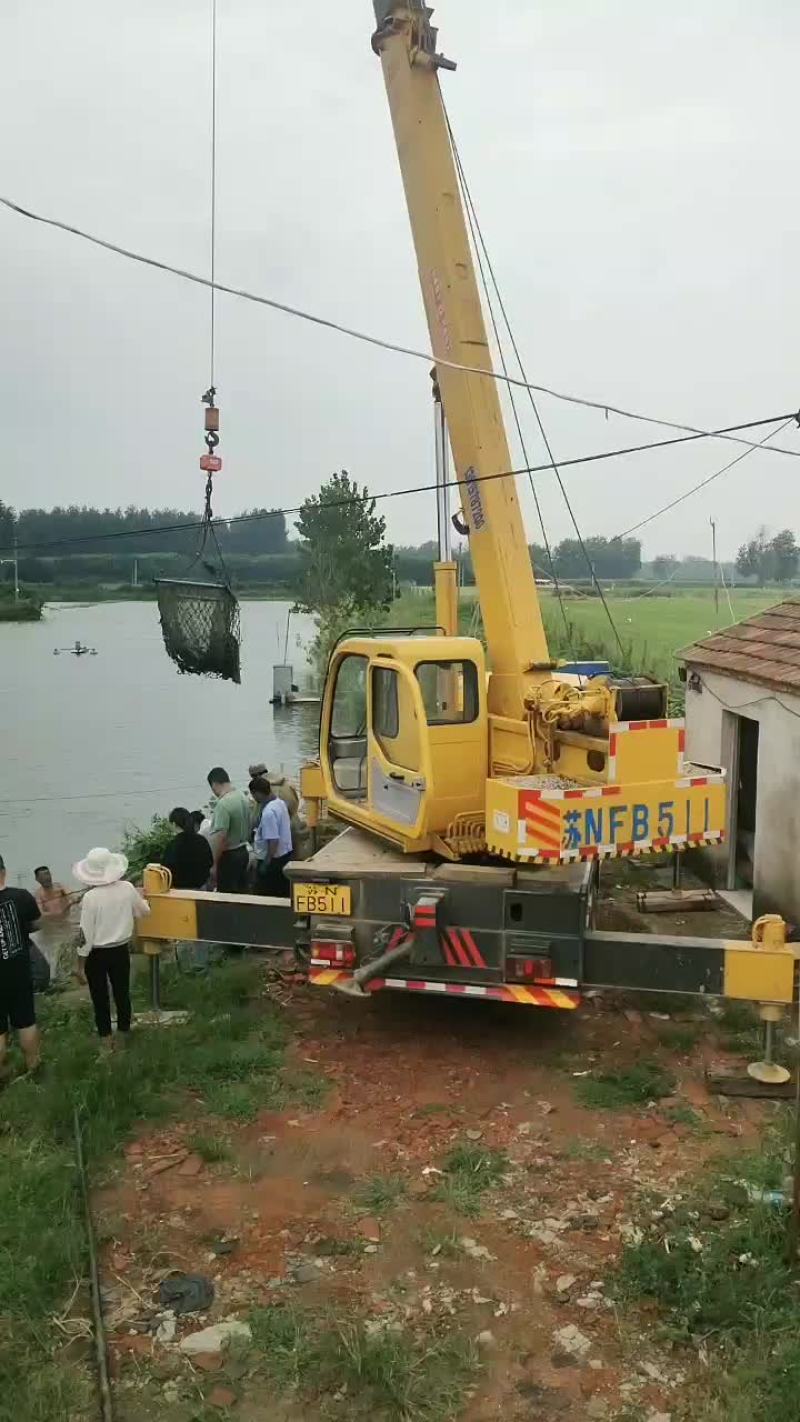 本厂出售草鱼苗，