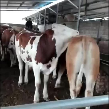 活牛