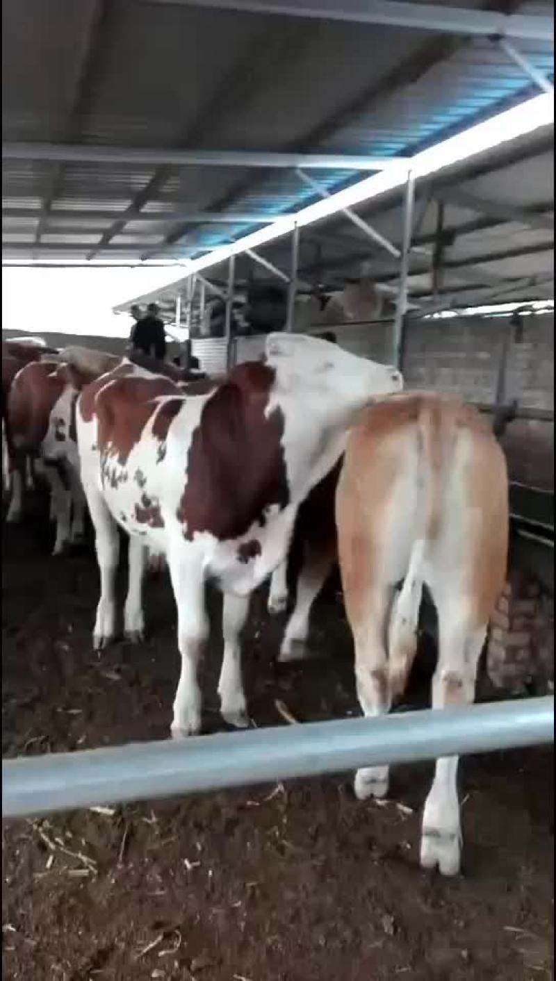 活牛