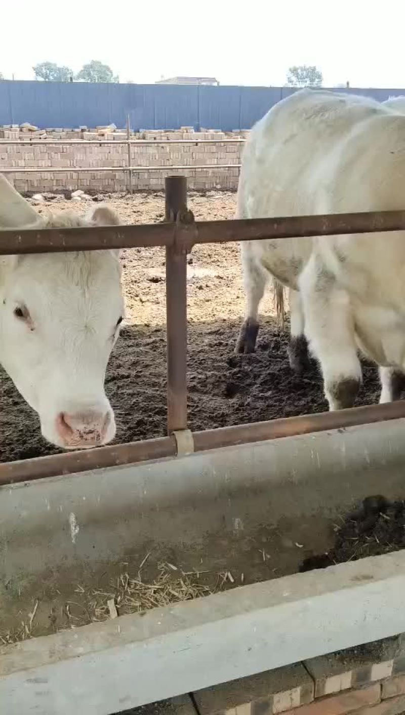 活牛