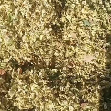 2021年新产的槐花