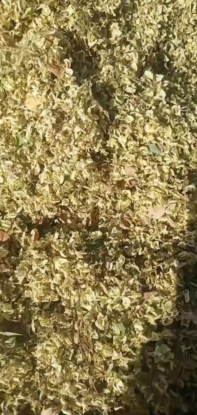 2021年新产的槐花