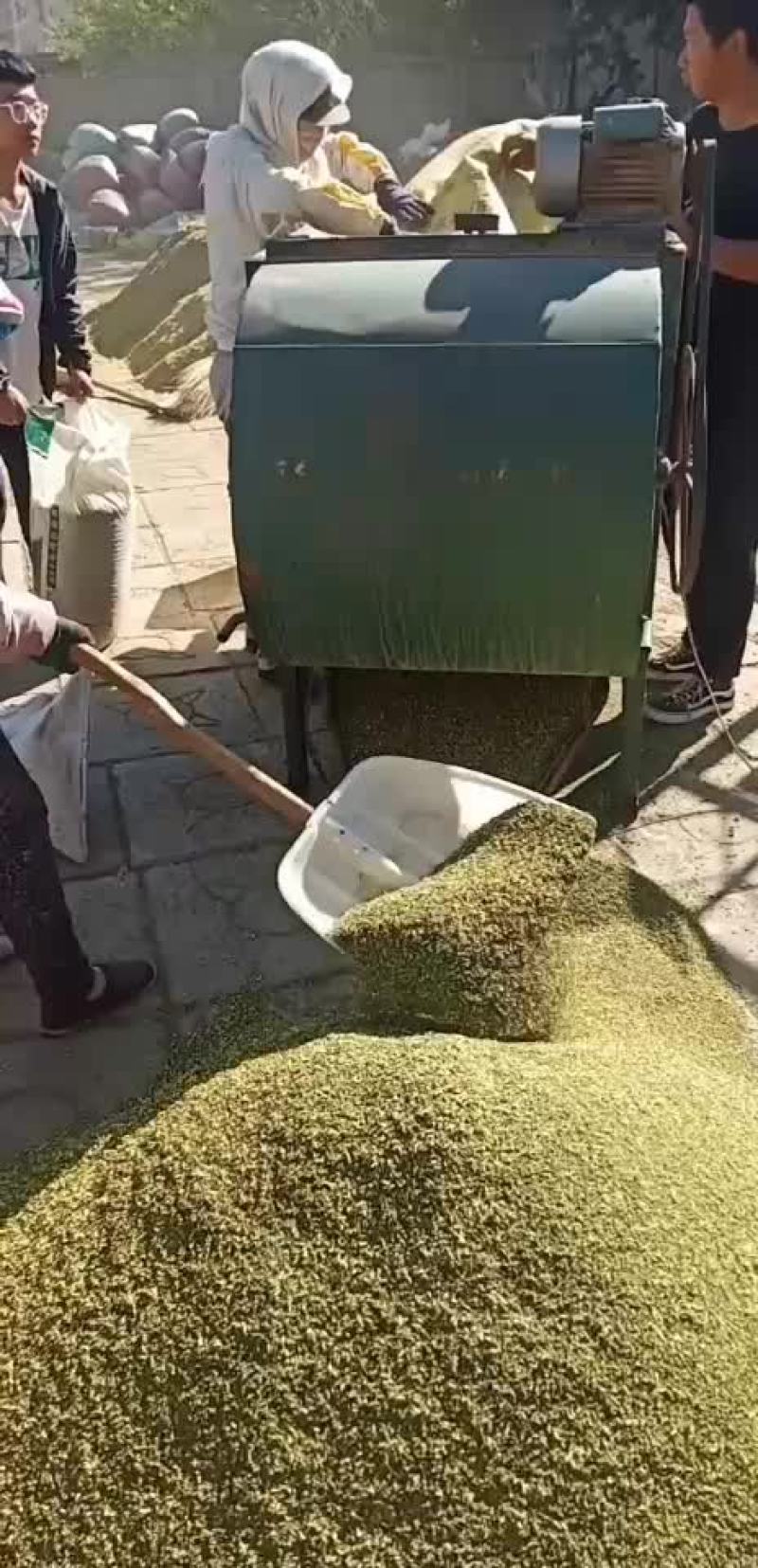 2021年新产的槐花