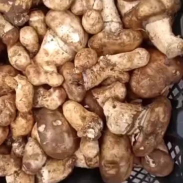 杉木松茸