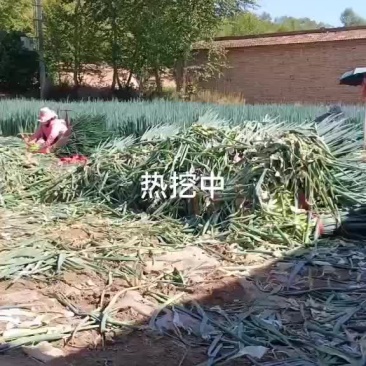 精品刚葸