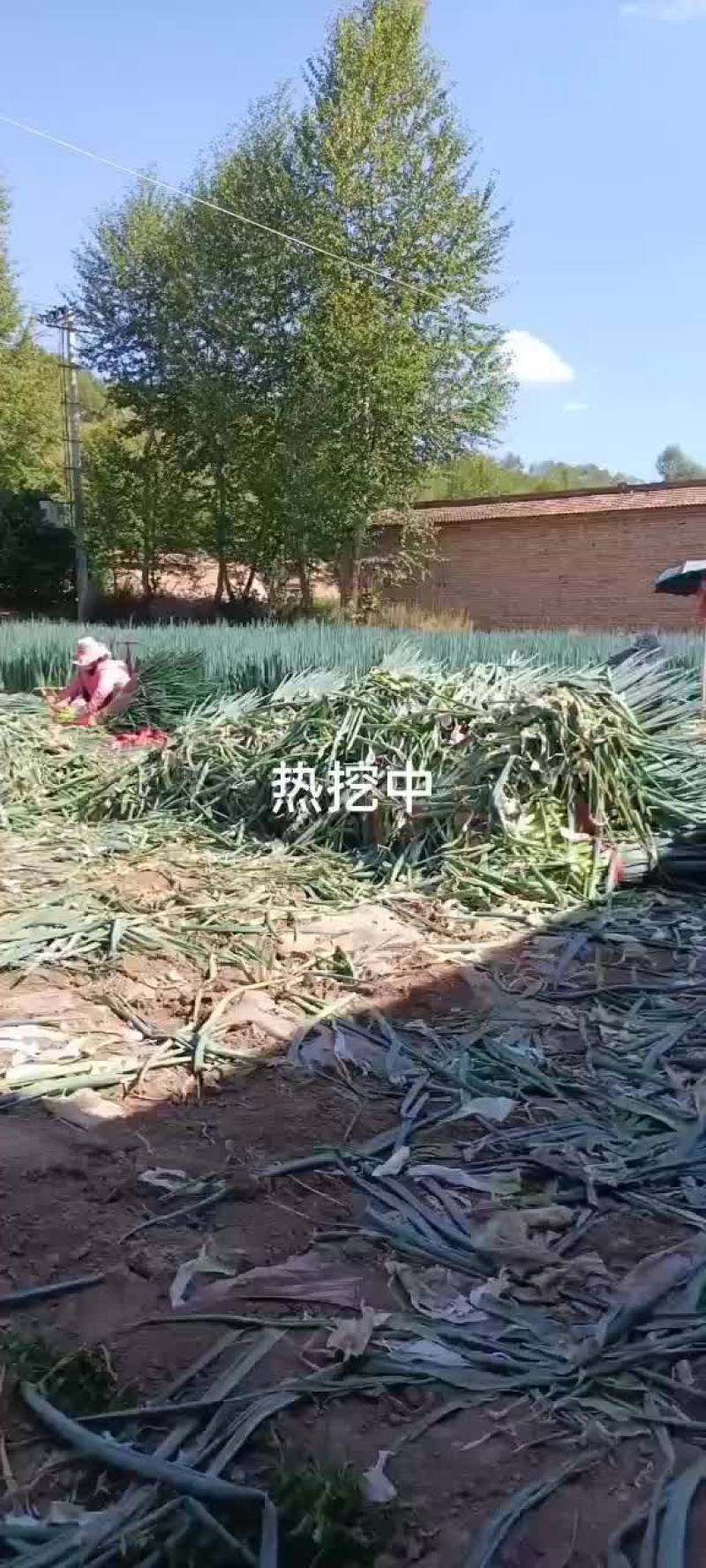 精品刚葸